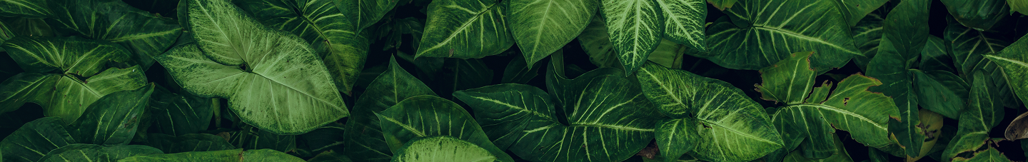 Header background